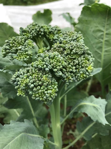 Green Sprouting Calabrese Broccoli Organic Seeds Hudson Valley Seed