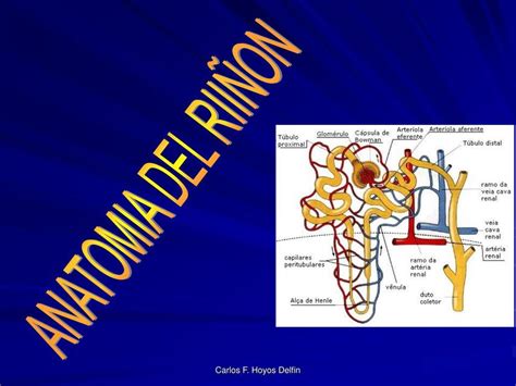 Anatomia Del Rinon Anatomia Humana Salud Udocz Images