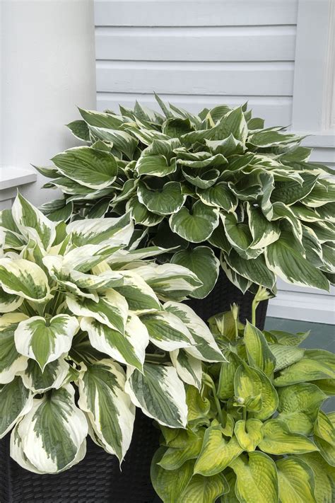 Patriot Hosta Hosta X Patriot Monrovia Plant