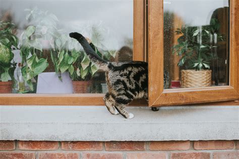 Su Gato Podr A Ser Un Psic Pata C Mo Averiguarlo