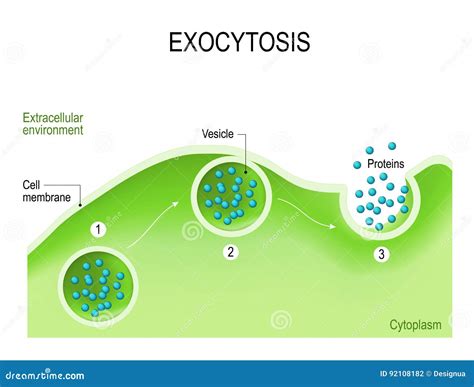 Exocytosis Stock Illustrations – 59 Exocytosis Stock Illustrations ...