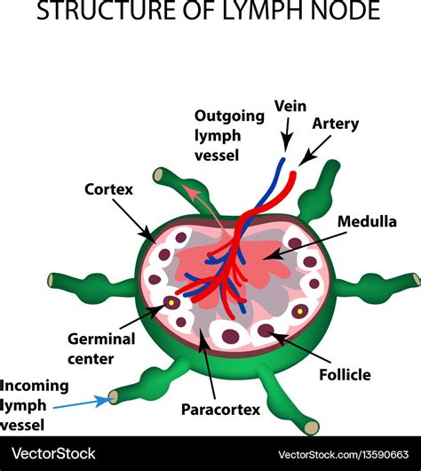 Anatomical Structure Of The Lymph Node Royalty Free Vector