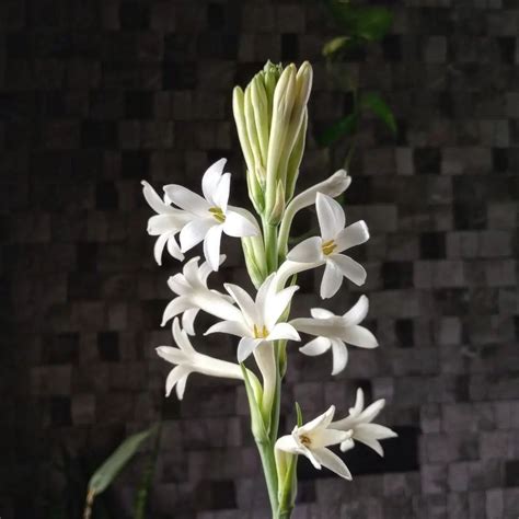 Jual Bunga Sedap Malam Bunga Sedap Malem Polianthes Tuberosa