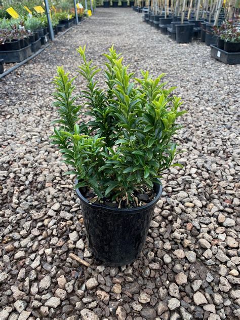 Euonymus Tom Thumb Westlake Nursery