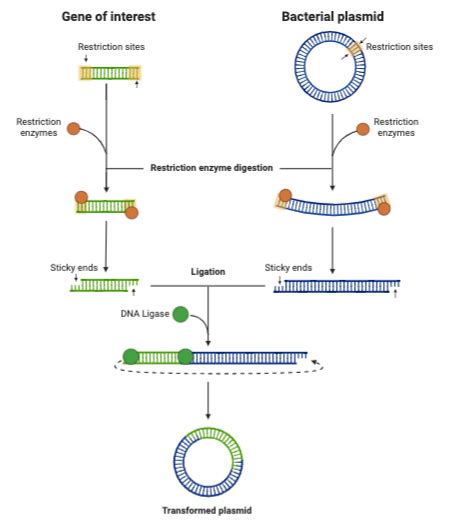 Comparing And Contrasting The Processes Of Molecular Cellular