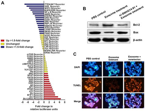 Exosome Mediated Transfer Of Lncrnasnhg Promotes Trastuzumab