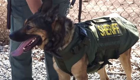 U S Armor Twitter San Diego Sheriff K 9s Are Better Protected Now