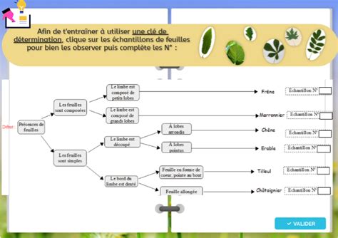 Cl D Termination Arbres