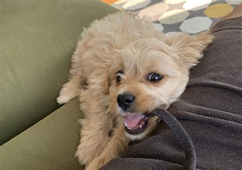 How much does a Cavapoo cost? - Money Tips Blog