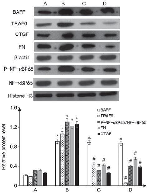 Western Blot Analysis To Detect The Expression Levels Of Marker