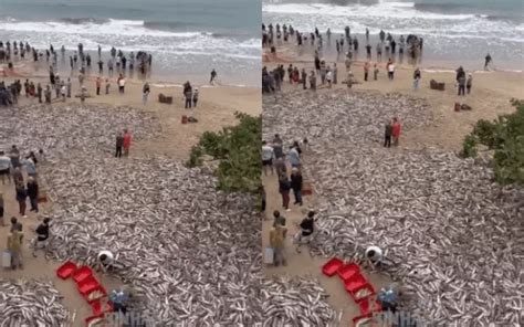 Safra da tainha milhares de peixes são pescados em praia de SC