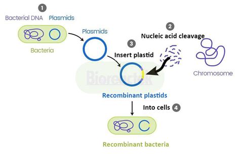 Synthetic Biology And High Density Culture Of Engineered Bacteria