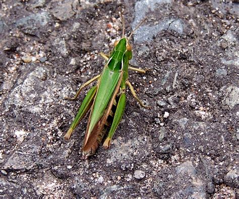 Common Green Grasshopper Omocestus Viridulus Stafford Gram Flickr