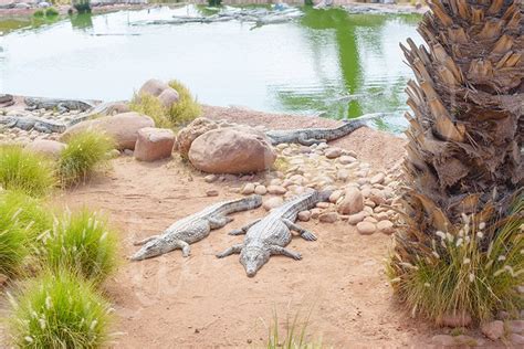 crocodile Park (639013)