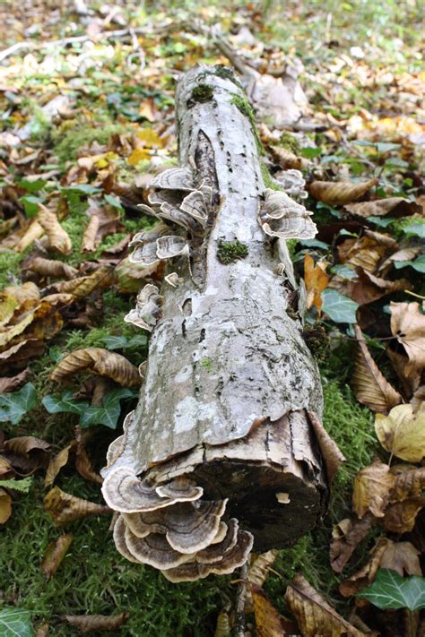 Free Images Nature Forest Wood Leaf Trunk Wildlife Autumn