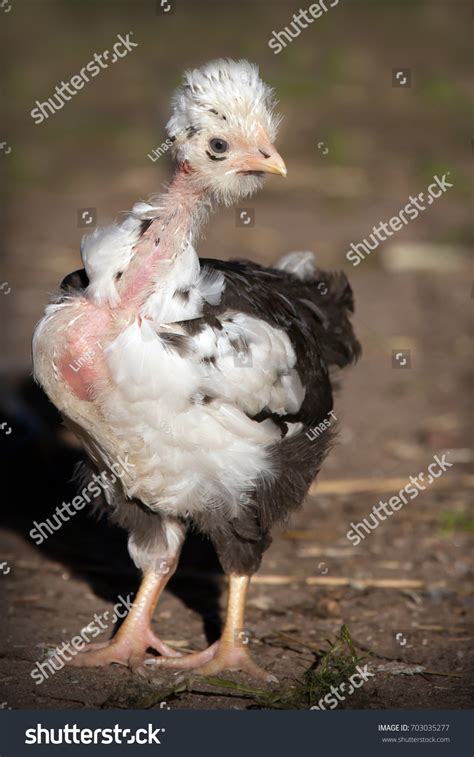 Naked Neck White Black Spotty Chicken Stock Photo Shutterstock