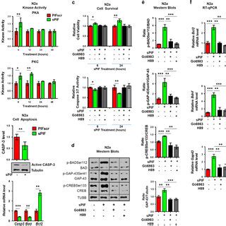 Pif Promotes Neuronal Survival In A Pka Pkc Dependent Manner In Vitro