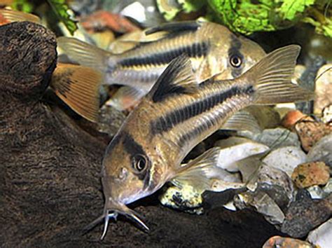 Corydoras Deckeri Sp CW 21 Discus Rive Sud Poissons Exotiques