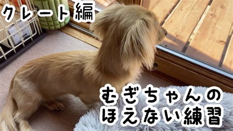 No224 【無駄吠えを治す】【子犬のしつけ】 動物（犬・猫 他色々）【まとめ動画】