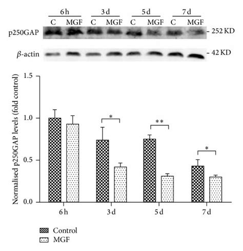 A The Expression Levels Of Mir 132 And P250gap In C57bl6 Mice During