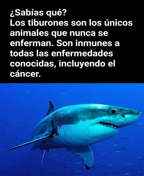 Los tiburones nunca enferman Vacuna de Tiburón curiosities Datos