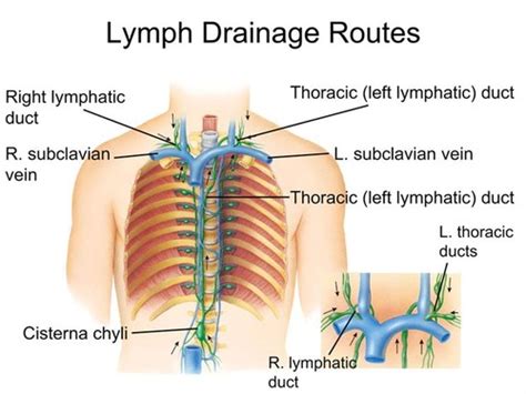 Lymphatics Flashcards Quizlet