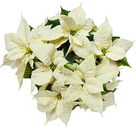 White Poinsettias Stock Photos, Pictures & Royalty-Free Images - iStock