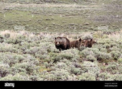 A Mother Grizzly Bear And Her Two Cubs In The Lamar Valley Yellowstone