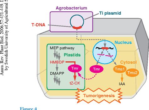 Figure From Cytokinins Activity Biosynthesis And Translocation