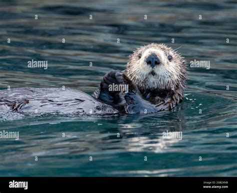 Raft Of Sea Otter Enhydra Lutris In The Kelp Forests Of Southeast