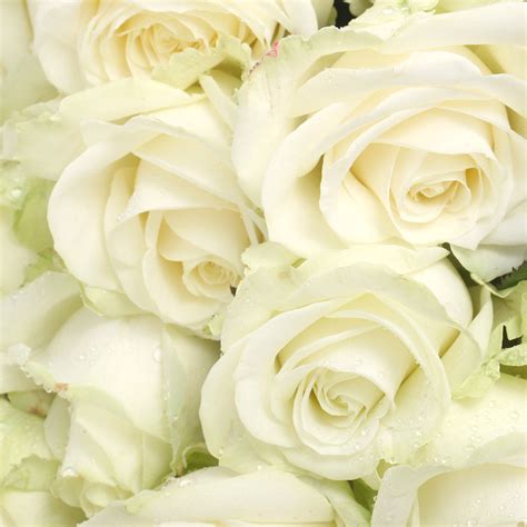 Rose Branchue Blanche 10 Tiges Atelier Rose Pivoine