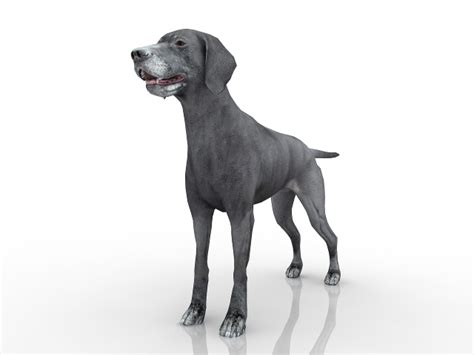 Dog 3D model Download for Free