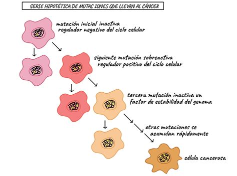 Relacion Entre El Ciclo Celular Y El Cancer Consejos Celulares