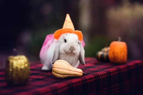 Bunny's Tiny Halloween Costumes Are Totally Impossible to Resist