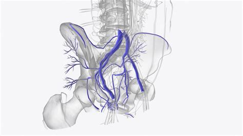 Premium Photo The Veins Of The Pelvis Include The Internal Iliac Veins