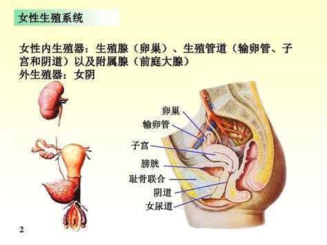 解剖学女性生殖系统ppt医学课件word文档在线阅读与下载无忧文档