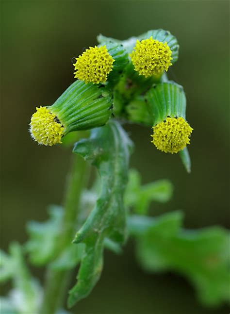 Nahuby.sk - Fotografia - starček obyčajný - starček obecný Senecio ...