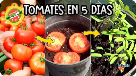 Como Germinar Tomate