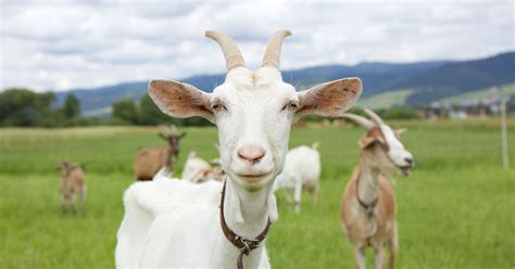 Goats Can Identify Their Mates From The Sound Of Their Calls Huffpost