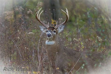 Hunting Iowa Wildlife with a Camera | Iowa Wildlife Habitat Services