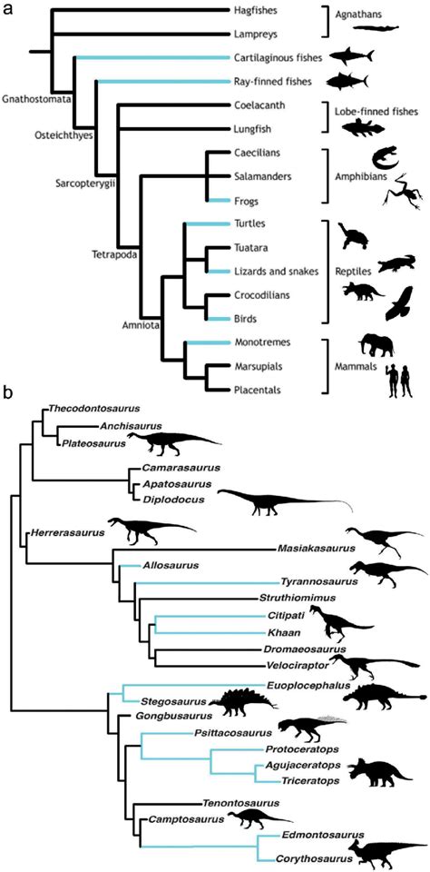 Phylogenetic Distribution Of Functional And Potential Vertebrate