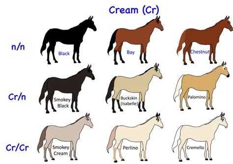 Horse Genetics 2.0: Colours | Laboratoire de génétique vétérinaire