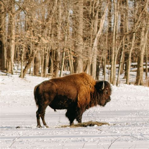 National Bison Day! — LC NATURE PARK