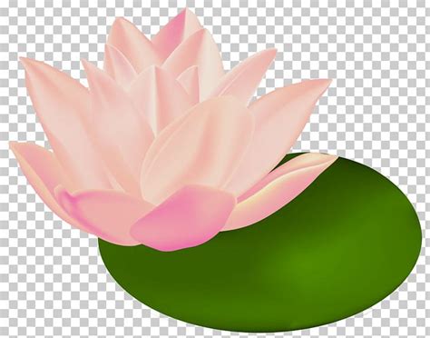 Nymphaea Alba Nelumbo Nucifera Egyptian Lotus PNG Clipart Aquatic