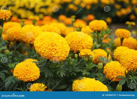 Houseplant Ornamental Garden Yellow Marigold Flower Backyard Crop