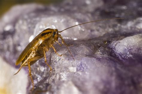 How Long Can Roaches Live Without Food Water