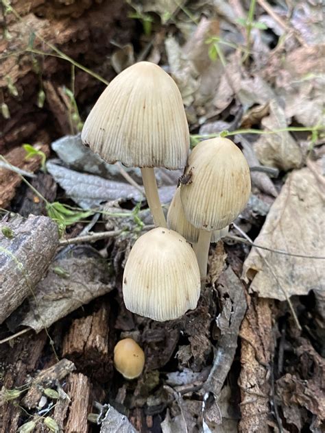 Coprinellus Sect Micacei In May By Jim Oehmke Inaturalist