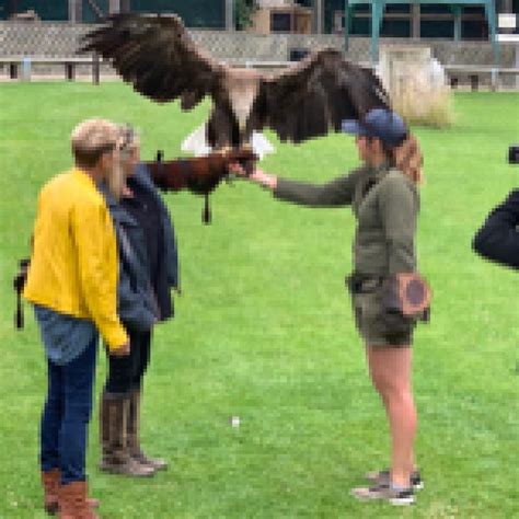 Film And Televison Work Thirsk Birds Of Prey Centre