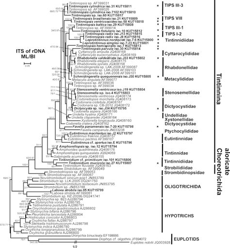 The Maximum Likelihood Ml Tree Based On The Its1 58s Its2 Its