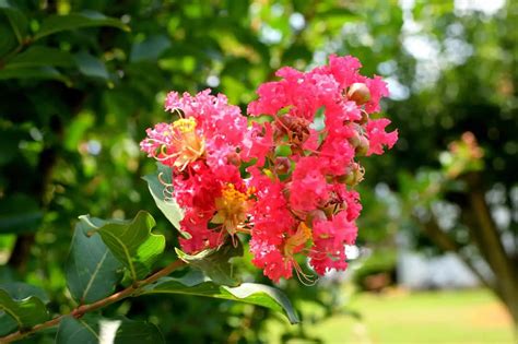 Rooting Crepe Myrtle In Water A Simple Guide For Successful Propagation